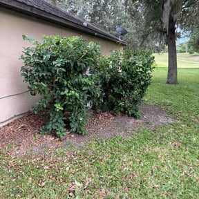 Bush Trimming by Platinum Landscape reviewed on April 29, 2023