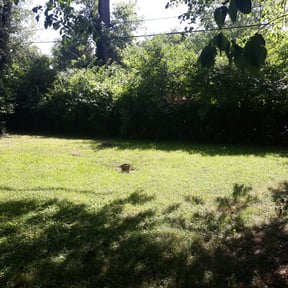 Bush Trimming by J Jr’s Lawn Maintenance reviewed on August 18, 2025