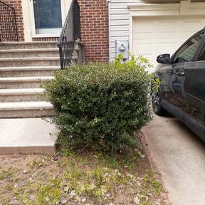 Bush Trimming by Humble LawnCare reviewed on August 16, 2025