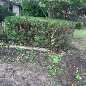 Bush Trimming by Quality Pro. Construction reviewed on August 16, 2025
