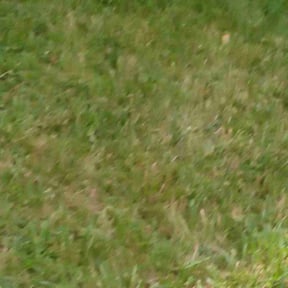 Bush Trimming by MFR Property Services LLC reviewed on August 14, 2025