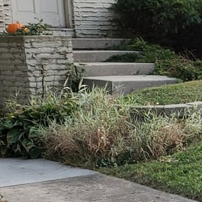 Bush Trimming by Maltos Landscaping LLC reviewed on August 16, 2025