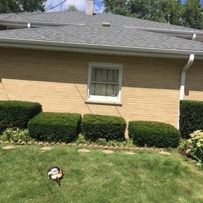 Bush Trimming by E & J Lawnz reviewed on August 21, 2025