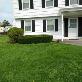 Bush Trimming by Curt &amp; Son Lawn Care reviewed on April 25, 2026
