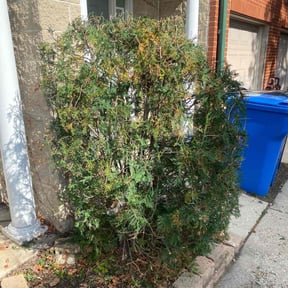 Bush Trimming by Brothers-in-Lawn property maintenance  reviewed on October 21, 2025