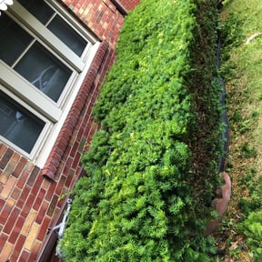 Bush Trimming by YardGoat Mowing reviewed on August 18, 2025