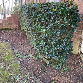 Bush Trimming by JC Beauty Supply reviewed on November 22, 2025