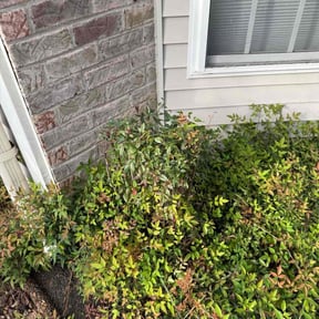 Bush Trimming by Enclave Landscape Management reviewed on October 21, 2025