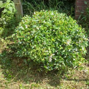 Bush Trimming by Artavius Clark reviewed on August 19, 2025