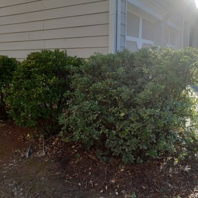 Bush Trimming by Get green lawn and more reviewed on August 15, 2025