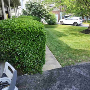 Bush Trimming by Hector's Lawn Care reviewed on August 17, 2025