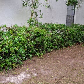 Bush Trimming by Thegreenteam reviewed on August 19, 2025