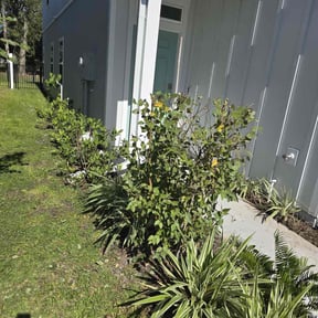 Bush Trimming by American Dream Lawn and Services reviewed on November 5, 2025