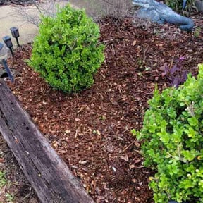 Bush Trimming by S&G lawncare service llc reviewed on August 21, 2025