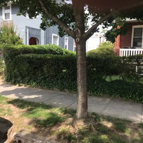 Bush Trimming by Pooh's Lawn Care & Home Improvements reviewed on August 19, 2025