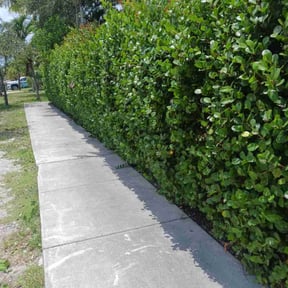 Bush Trimming by Simple Lawn Svc reviewed on September 12, 2026