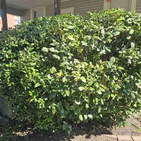 Bush Trimming by Mcleod Property pres reviewed on August 17, 2025