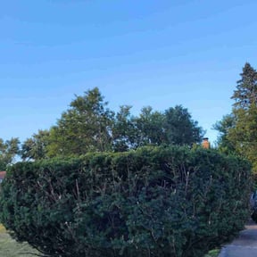 Bush Trimming by Nycstro LLC reviewed on August 20, 2025