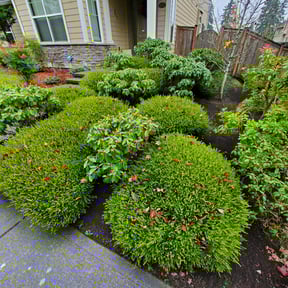 Bush Trimming by Israel's lawncare reviewed on August 18, 2025