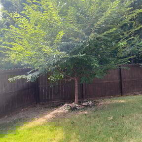 Bush Trimming by AC LAWNCARE reviewed on August 21, 2025
