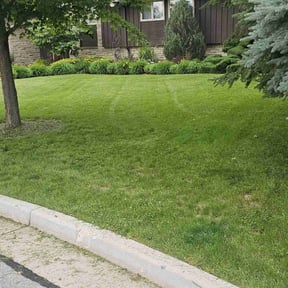 turf maintenance by Finns landscaping reviewed on June 17, 2024