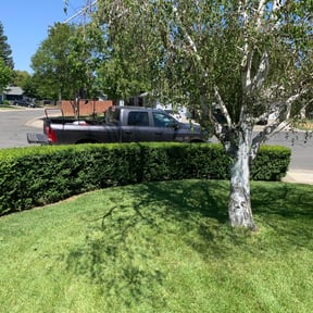 Bush Trimming by GMG Lawn/Snow Services reviewed on August 13, 2025