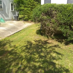 Bush Trimming by Trusted Trims, Lawn Maintenance Professional reviewed on August 21, 2025
