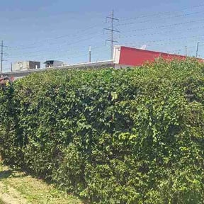 Bush Trimming by River City Landscaping reviewed on July 31, 2026