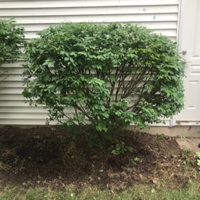Bush Trimming by Sunny Carolina lawncare services llc reviewed on August 16, 2025