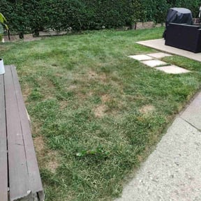 Bush Trimming by Paramount Professional Services reviewed on August 19, 2025