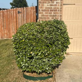 Bush Trimming by Quick Cutz LLC reviewed on November 7, 2025