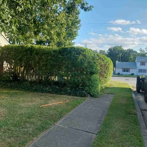 Bush Trimming by D&k Taylor lawn care reviewed on August 15, 2025