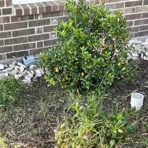 Flower Bed Weeding by Young's Lawn Care Services reviewed on August 20, 2026