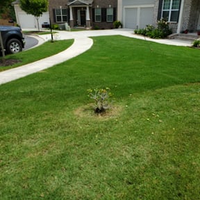 Bush Trimming by Landscaping Services reviewed on August 15, 2025