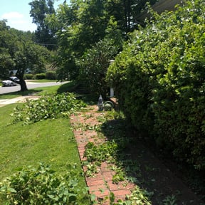 Bush Trimming by Turner Lawn Care reviewed on August 20, 2025