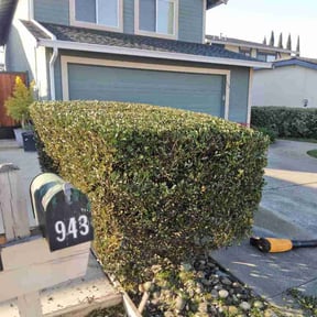 Bush Trimming by Y&amp;R reviewed on July 22, 2022