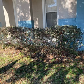 Bush Trimming by Trey Johnson landscaping reviewed on August 19, 2025
