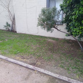 Bush Trimming by DmW Lawn care reviewed on August 16, 2025