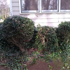Bush Trimming by Countryside lawn and garden reviewed on August 17, 2025