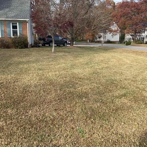 Leaf Removal by The Quiet Guys reviewed on November 23, 2025