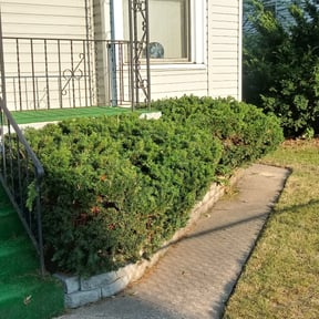 Bush Trimming by Heaven lawn care reviewed on August 16, 2025