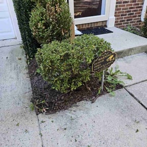 Bush Trimming by Any CutZ reviewed on August 15, 2025