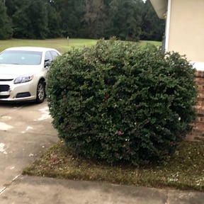 Bush Trimming by Lawnz Unlimted reviewed on August 18, 2025
