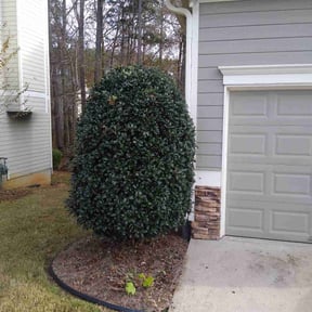 Bush Trimming by Parks Lawn & Landscaping LLC reviewed on August 15, 2025