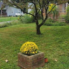 Bush Trimming by Scott&#039;s Landscape and pool service reviewed on May 9, 2025