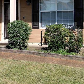 Bush Trimming by Mollys landscaping reviewed on August 21, 2025
