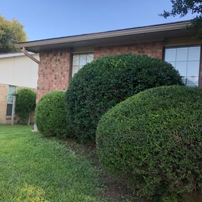 Bush Trimming by LA lawn care reviewed on August 17, 2025