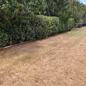 Bush Trimming by Sebastian Damaso reviewed on August 21, 2025