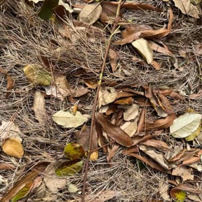 Bush Trimming by GC Lawn Care &amp; Landscaping Services reviewed on February 13, 2026