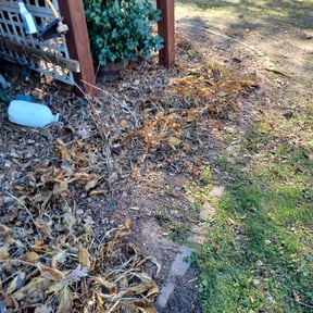 Leaf Removal by Thomas Scott Landscaping reviewed on September 20, 2025